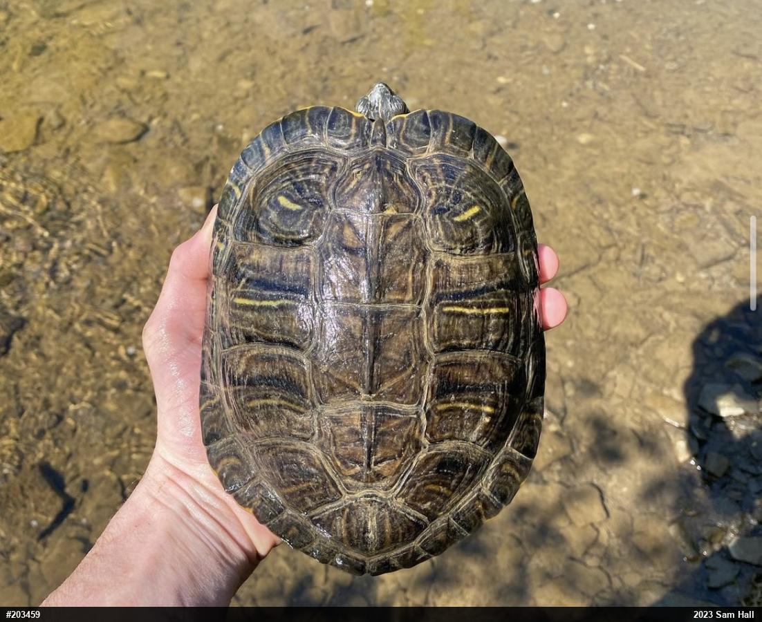 Pond Slider