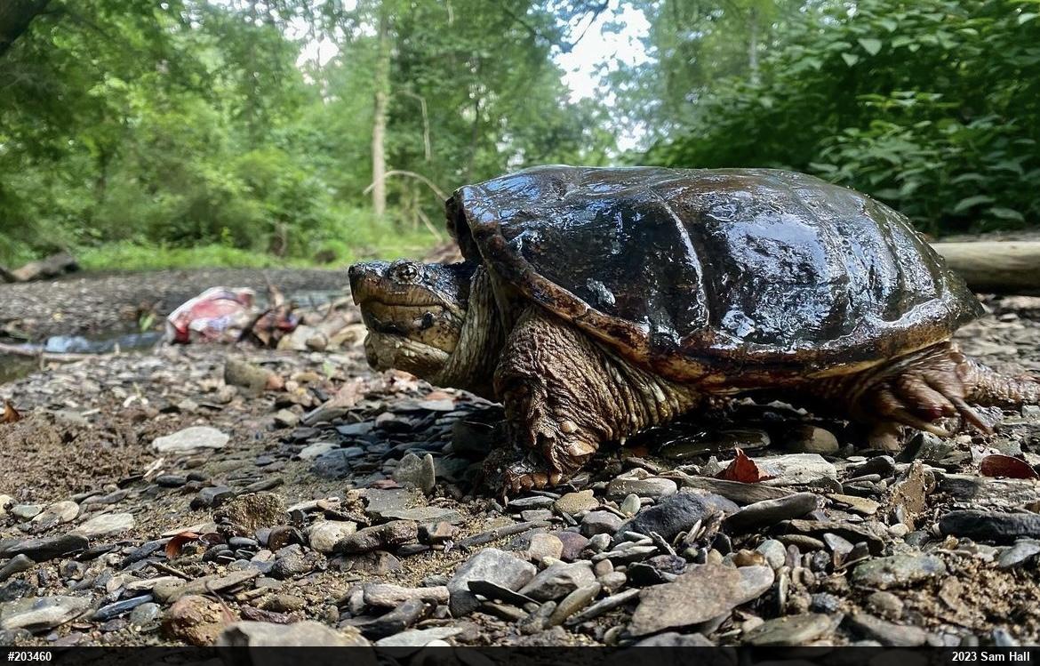 Snapping Turtle