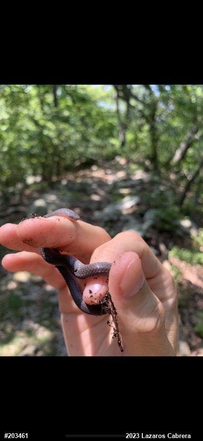 Eastern Wormsnake