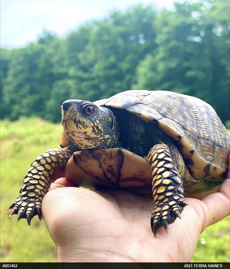 Eastern Box Turtle