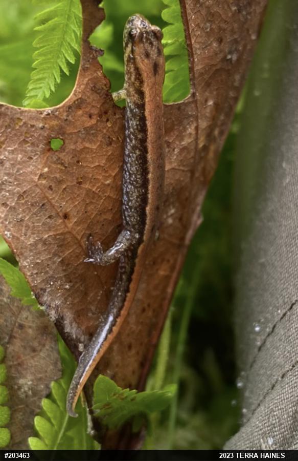 Allegheny Mountain Dusky Salamander