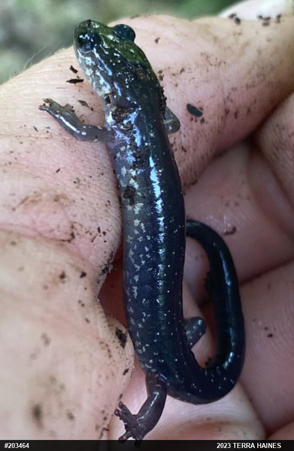 Northern Slimy Salamander