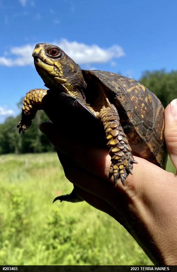 Eastern Box Turtle