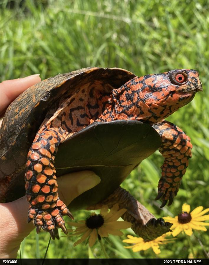 Eastern Box Turtle