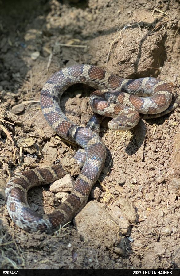 Eastern Milksnake