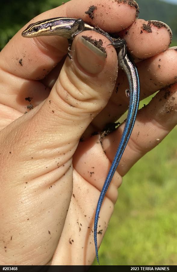 Common Five-lined Skink