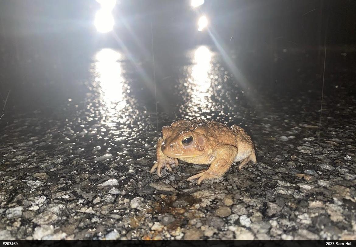 Eastern American Toad