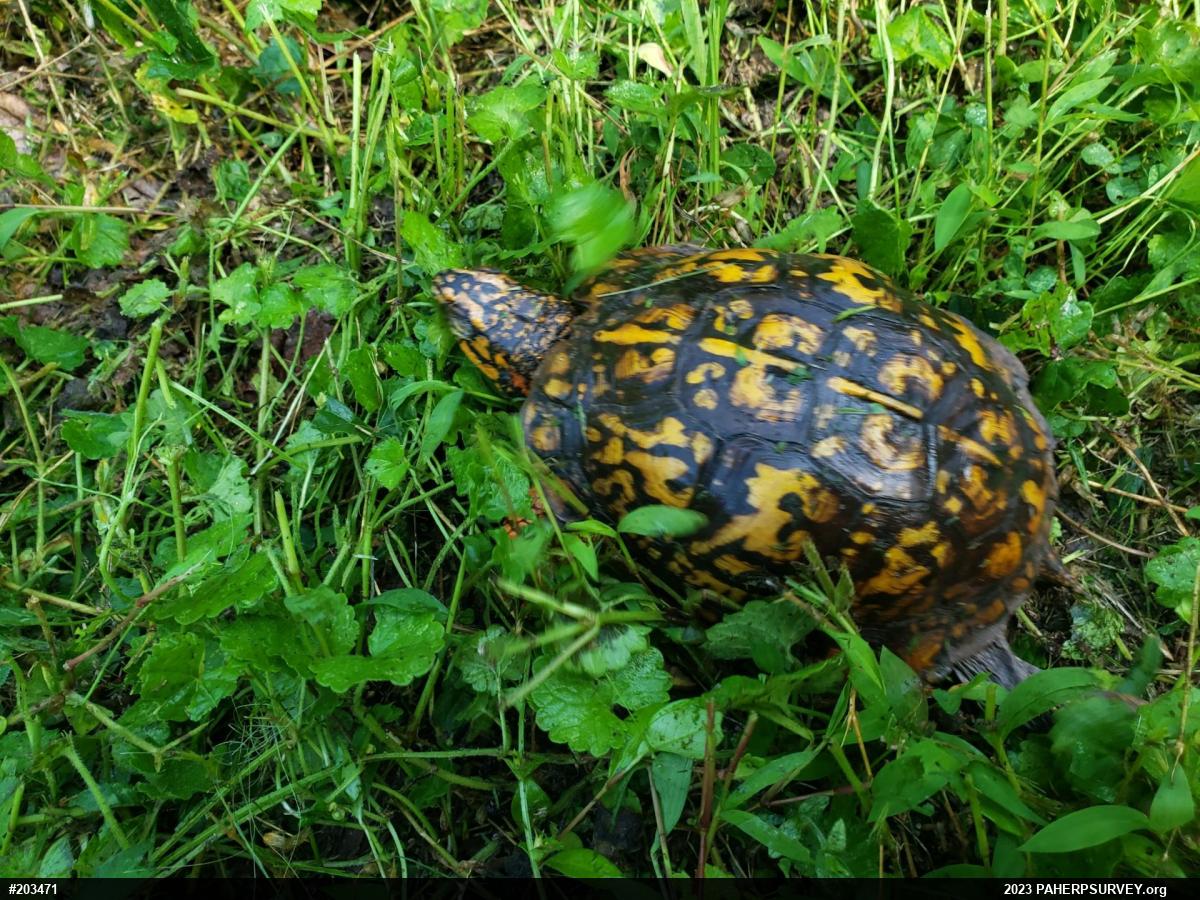 Eastern Box Turtle