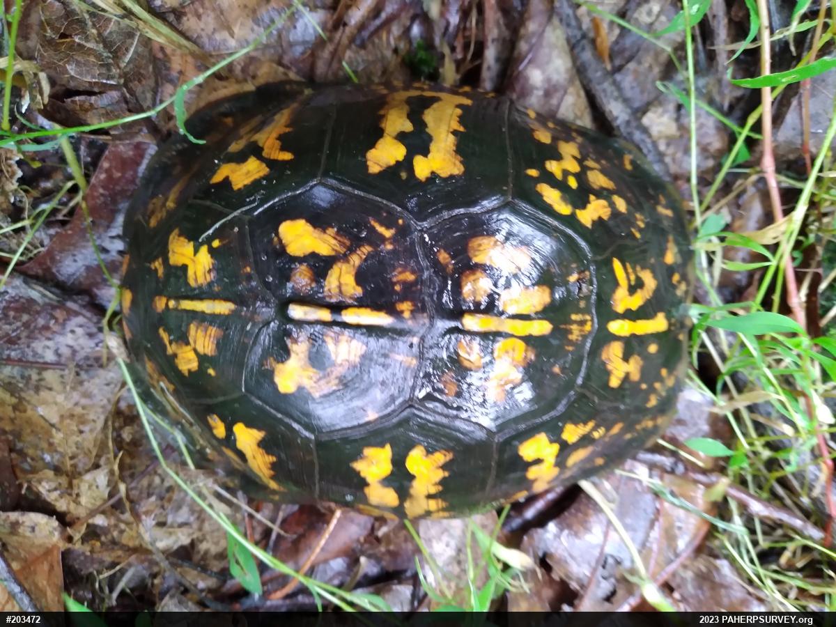 Eastern Box Turtle