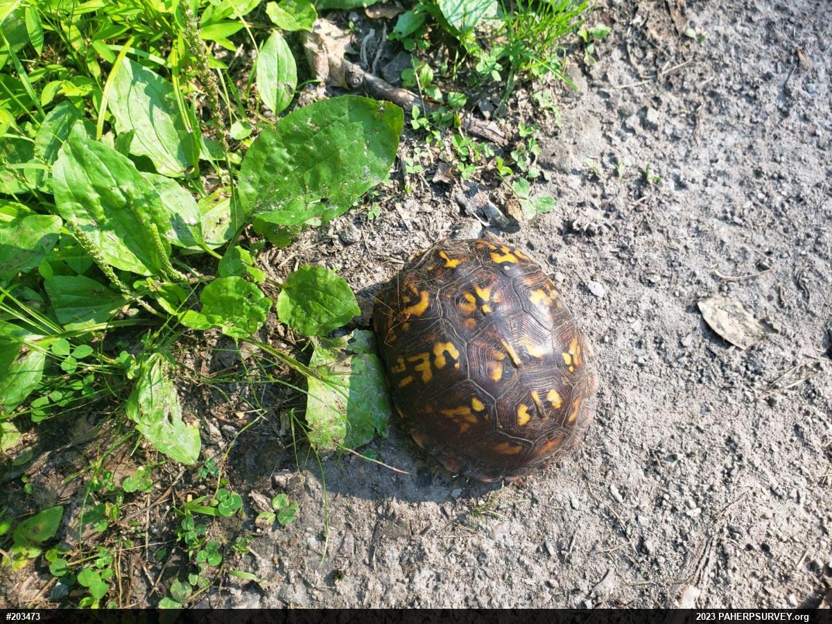 Eastern Box Turtle