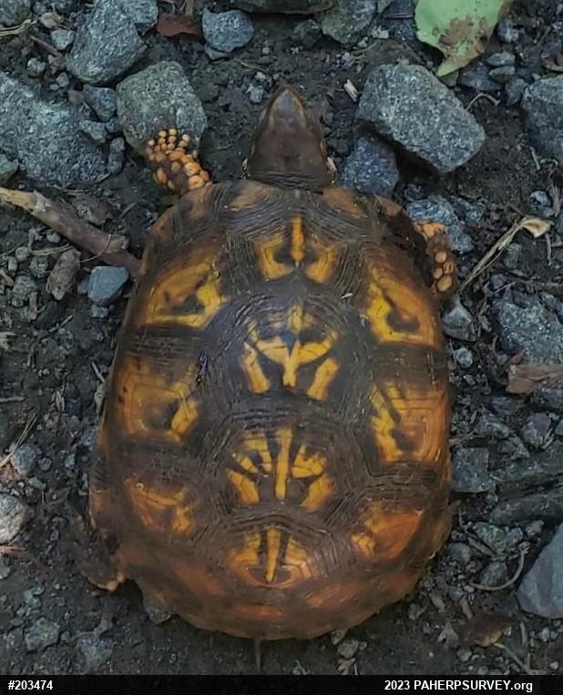 Eastern Box Turtle