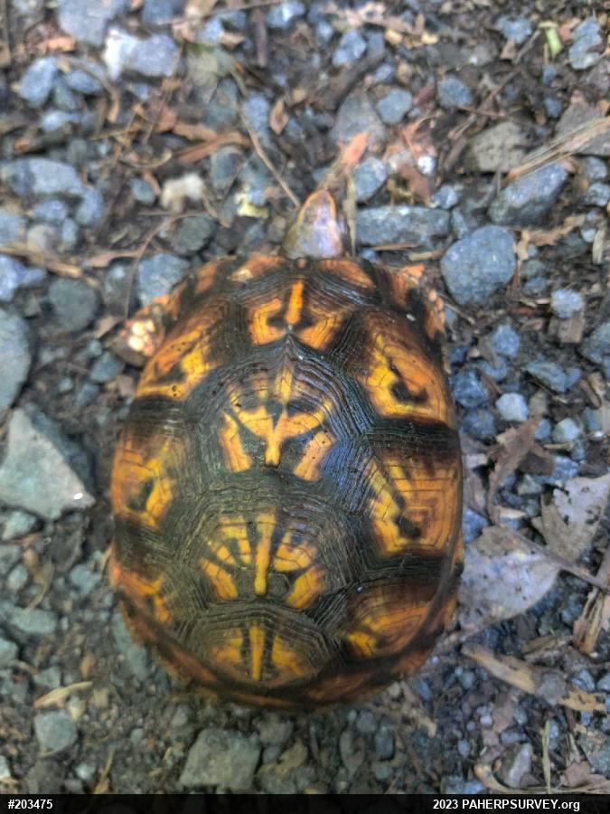 Eastern Box Turtle