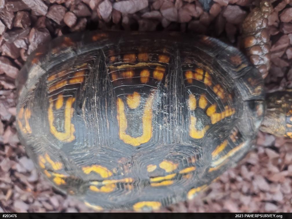 Eastern Box Turtle