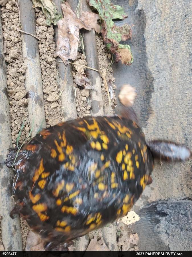 Eastern Box Turtle
