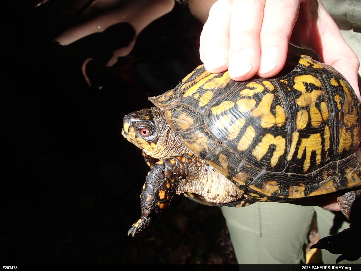 Eastern Box Turtle
