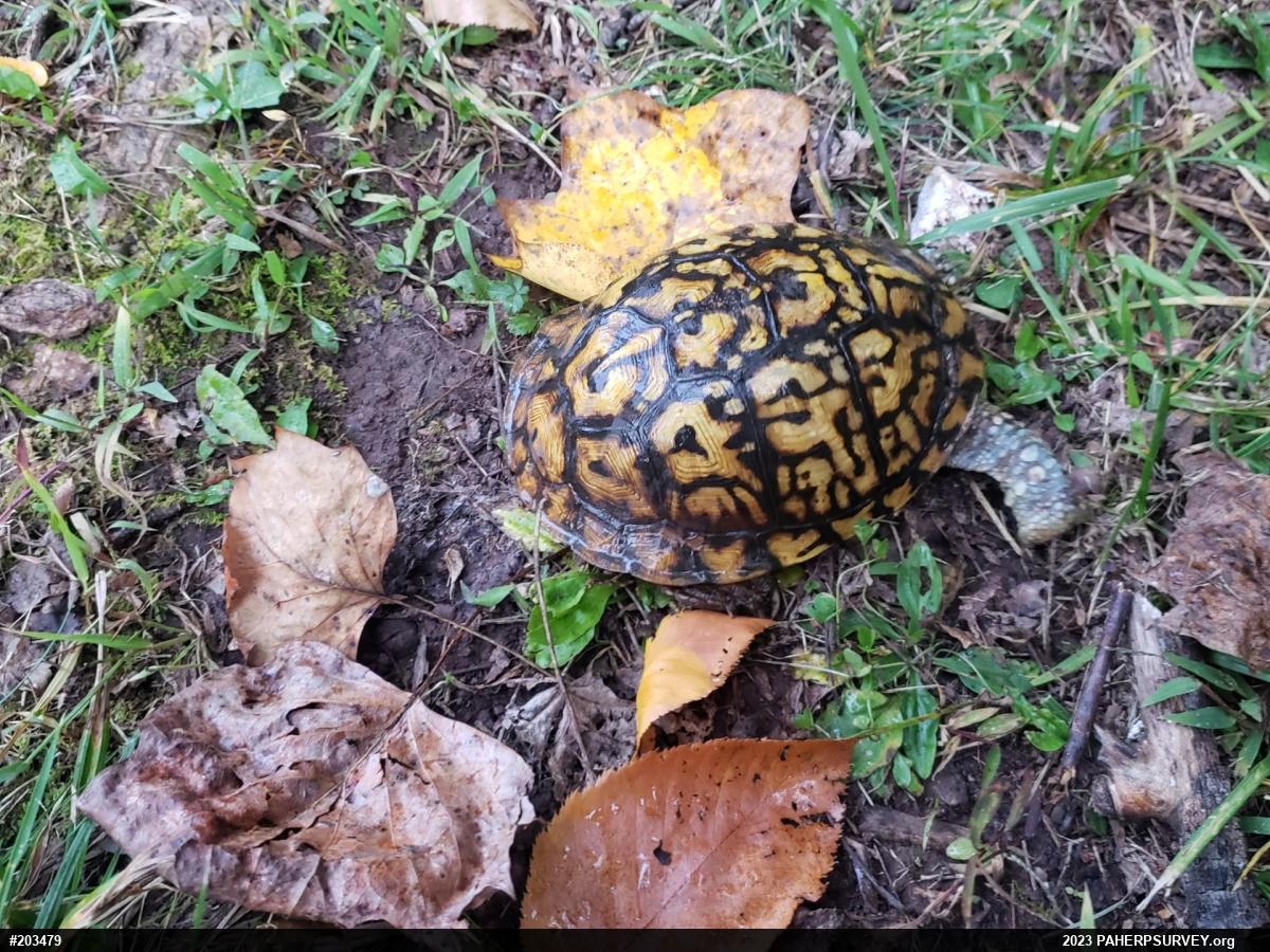 Eastern Box Turtle