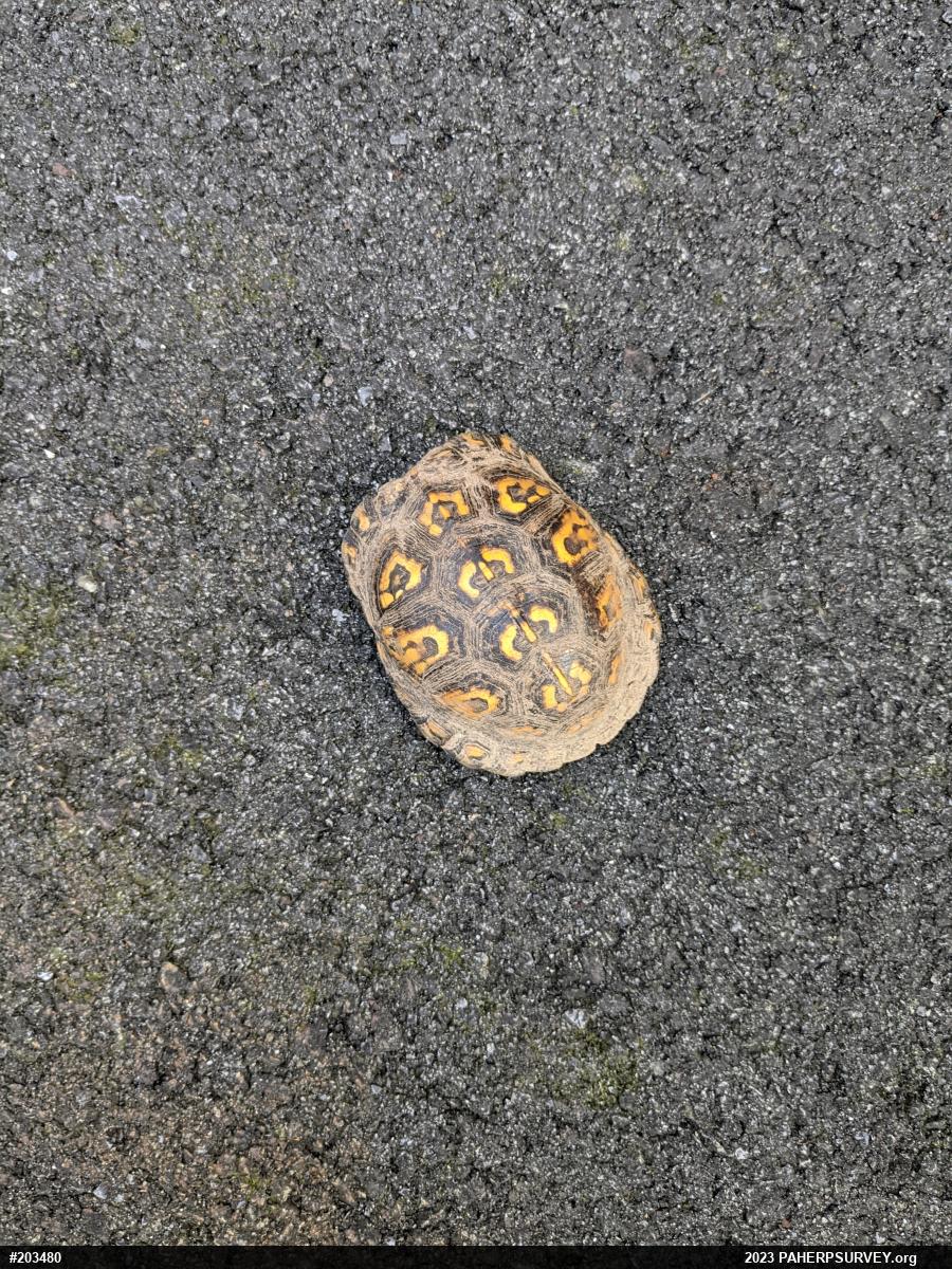 Eastern Box Turtle