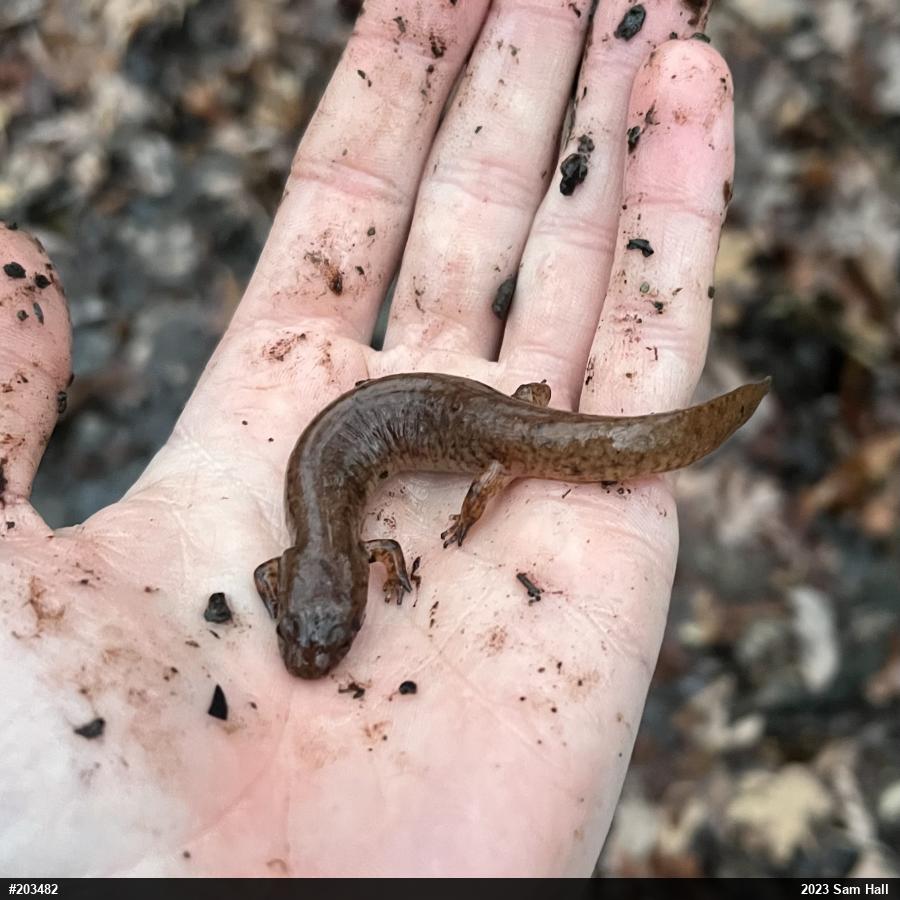 Northern Spring Salamander