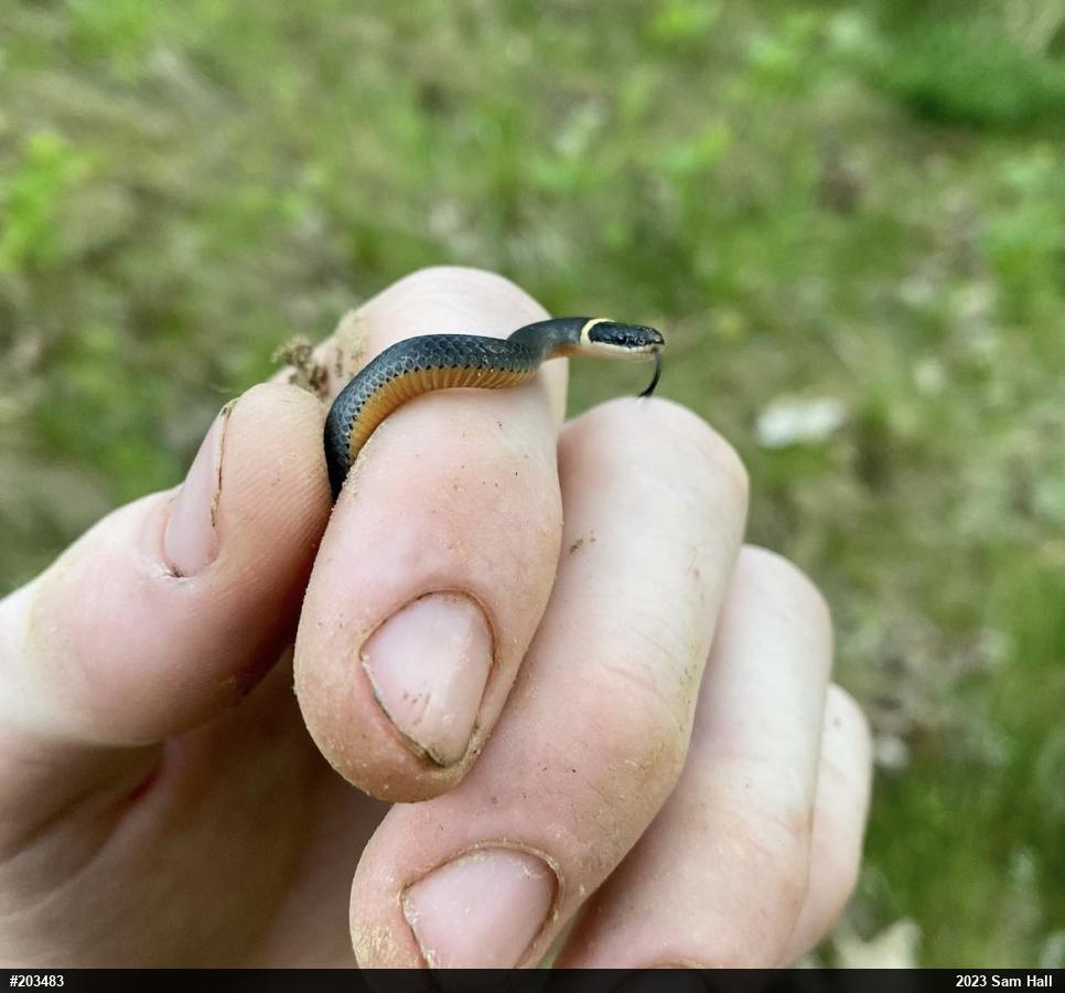 Northern Ring-necked Snake