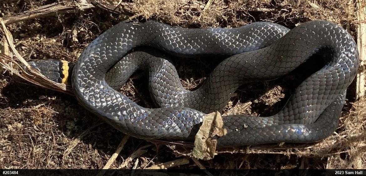 Northern Ring-necked Snake
