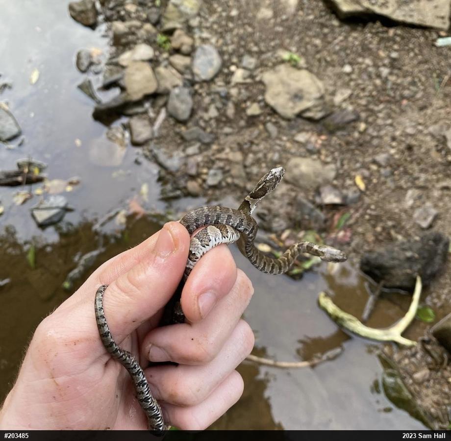 Northern Watersnake