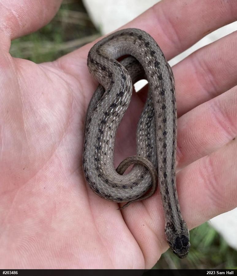 Dekay's Brownsnake