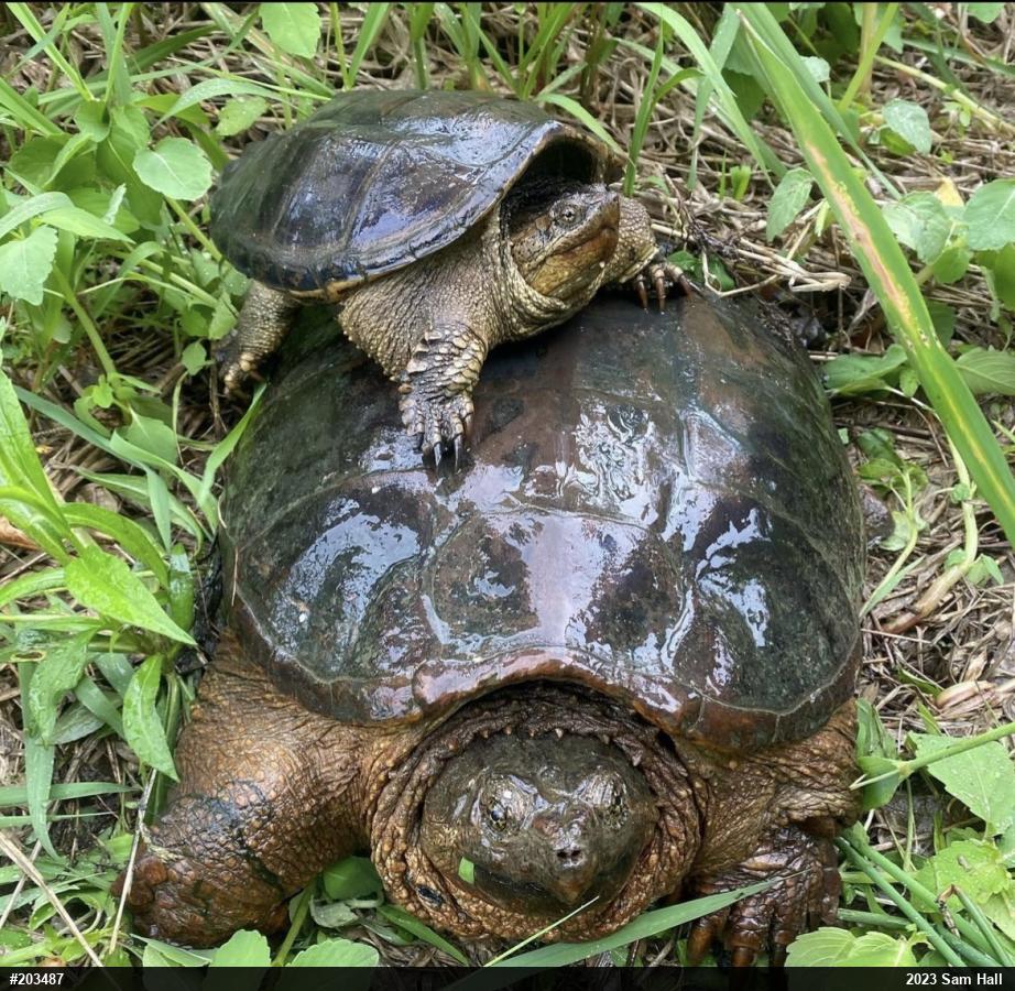 Snapping Turtle