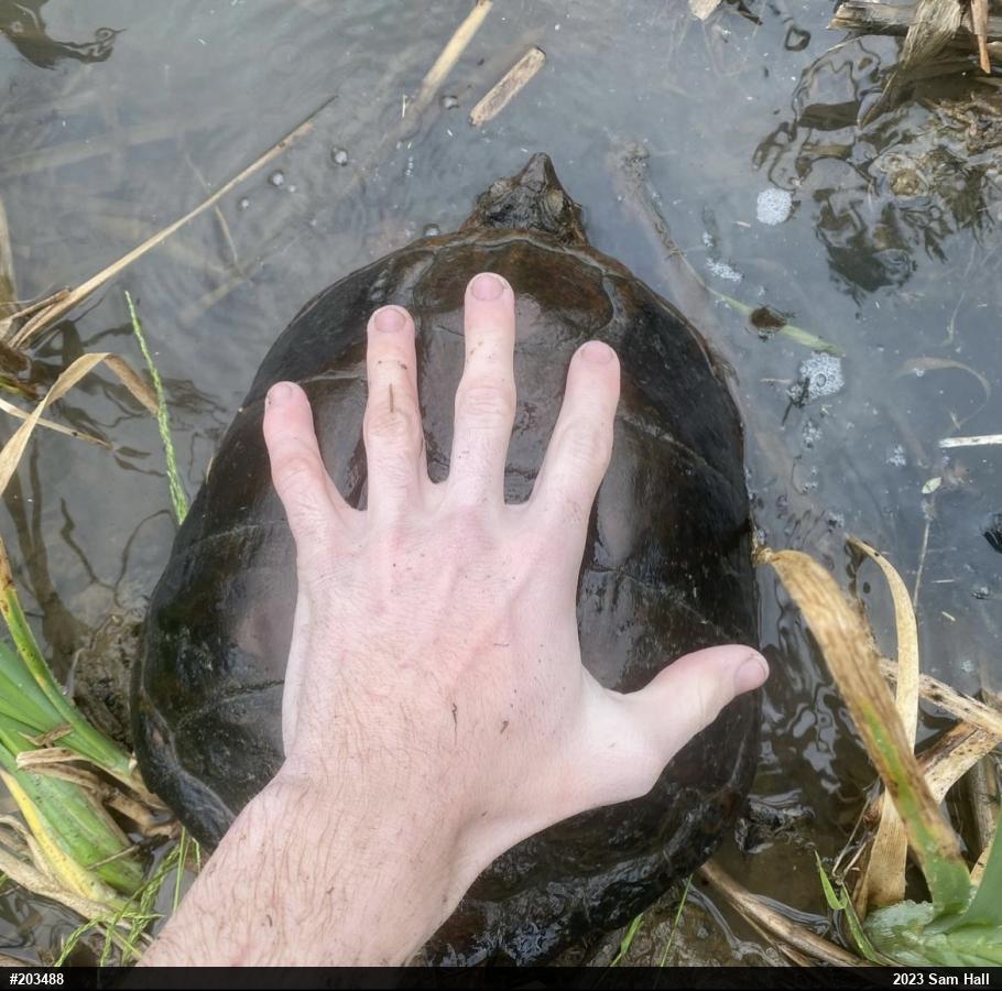 Snapping Turtle
