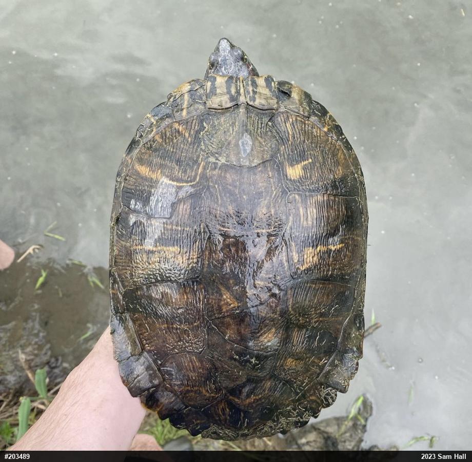 Red-eared Slider