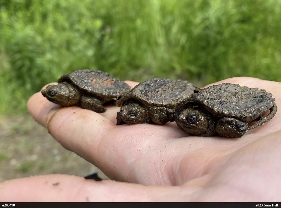 Snapping Turtle