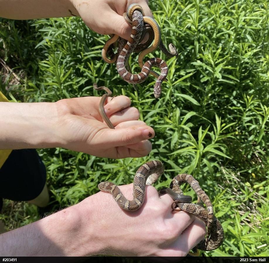 Northern Ring-necked Snake