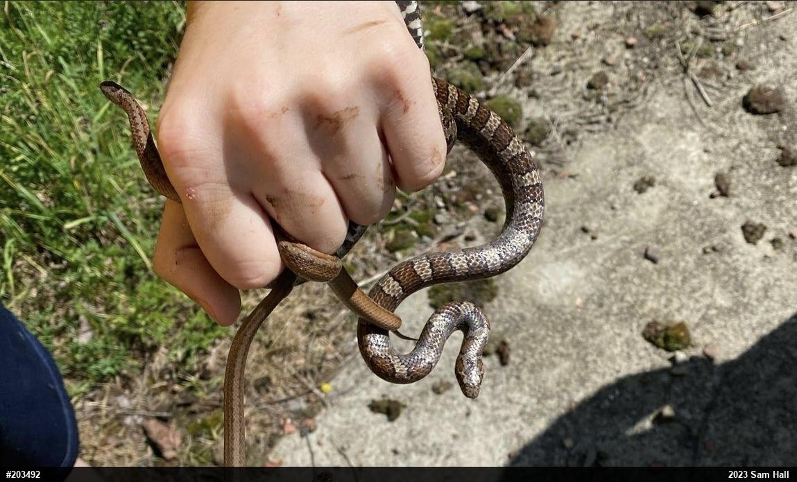 Eastern Milksnake