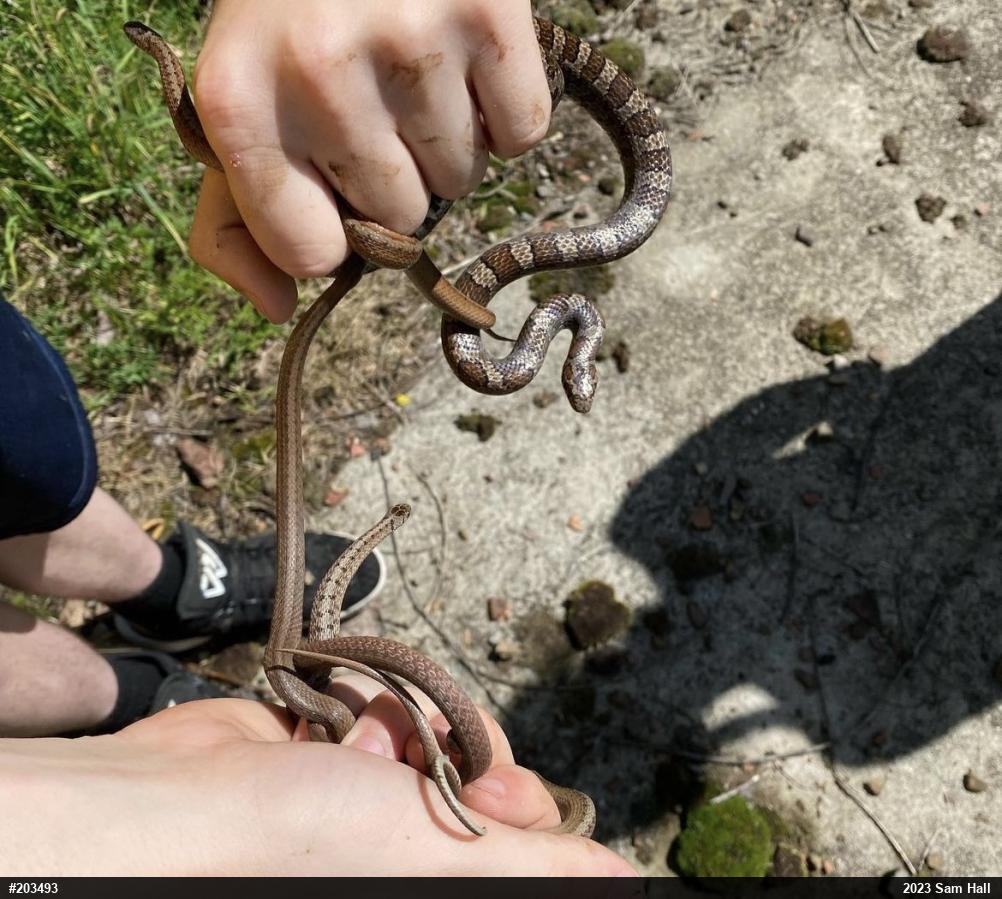 Dekay's Brownsnake