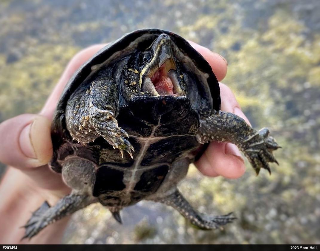 Eastern Musk Turtle