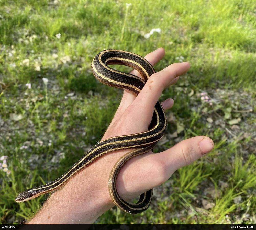 Northern Ribbonsnake
