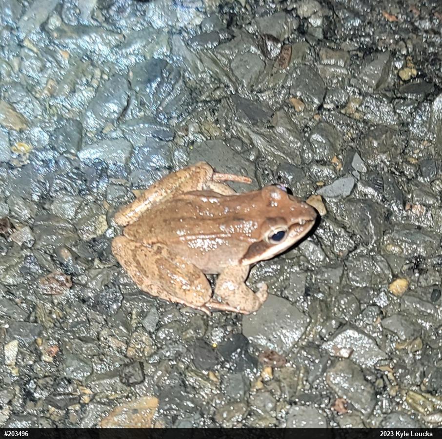 Wood Frog