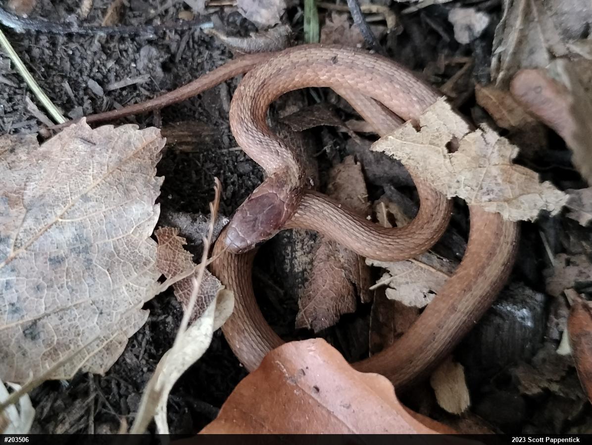 Dekay's Brownsnake