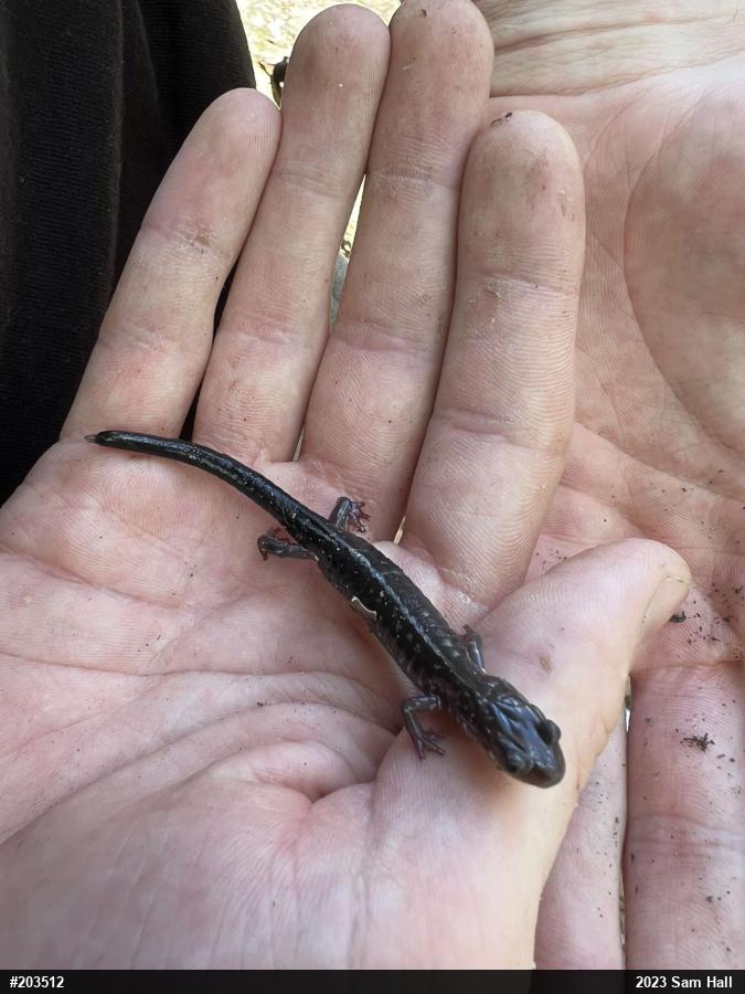 Wehrle's Salamander