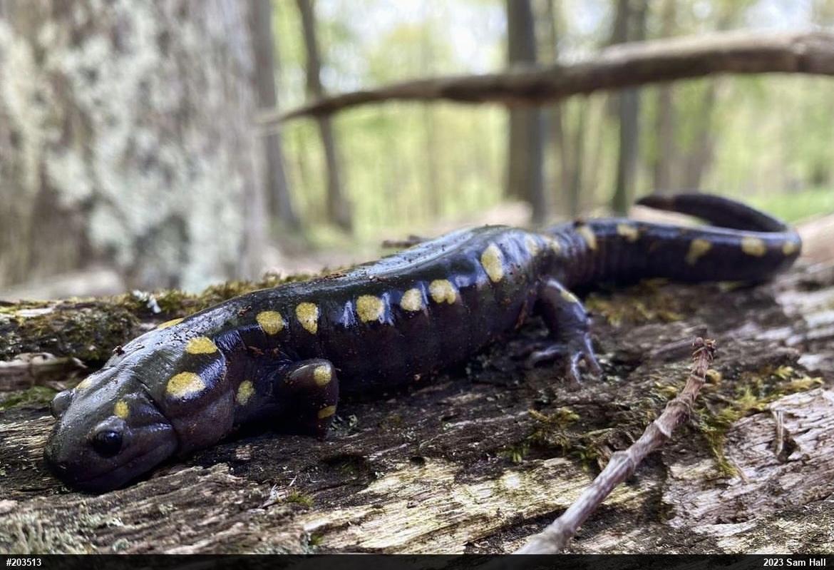 Spotted Salamander