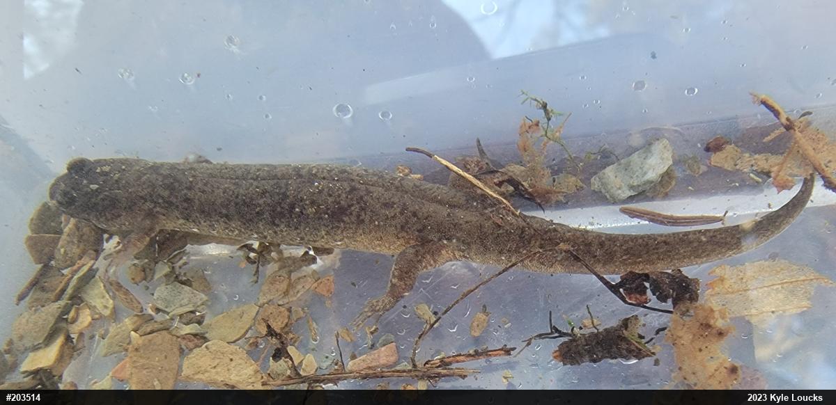 Northern Dusky Salamander
