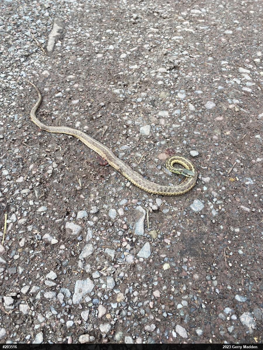 Eastern Gartersnake