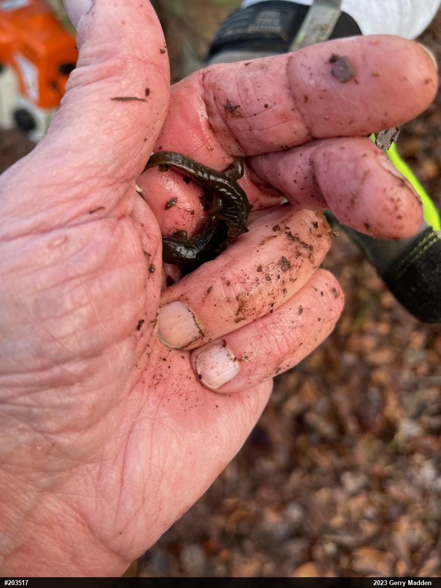 Northern Dusky Salamander