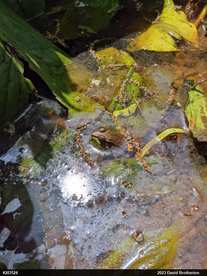 Green Frog