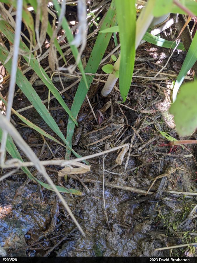 Pickerel Frog