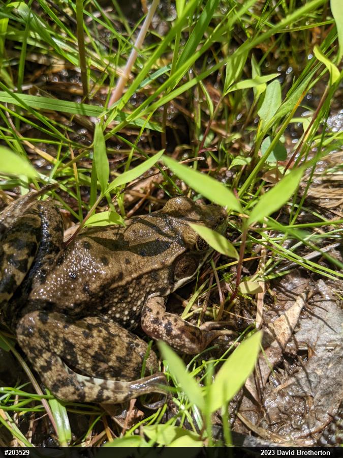 Green Frog