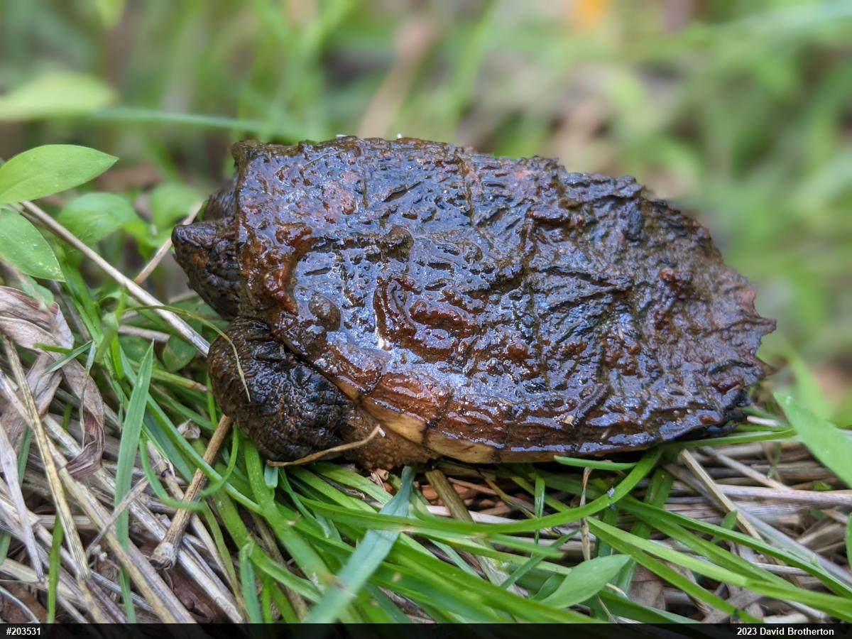 Snapping Turtle
