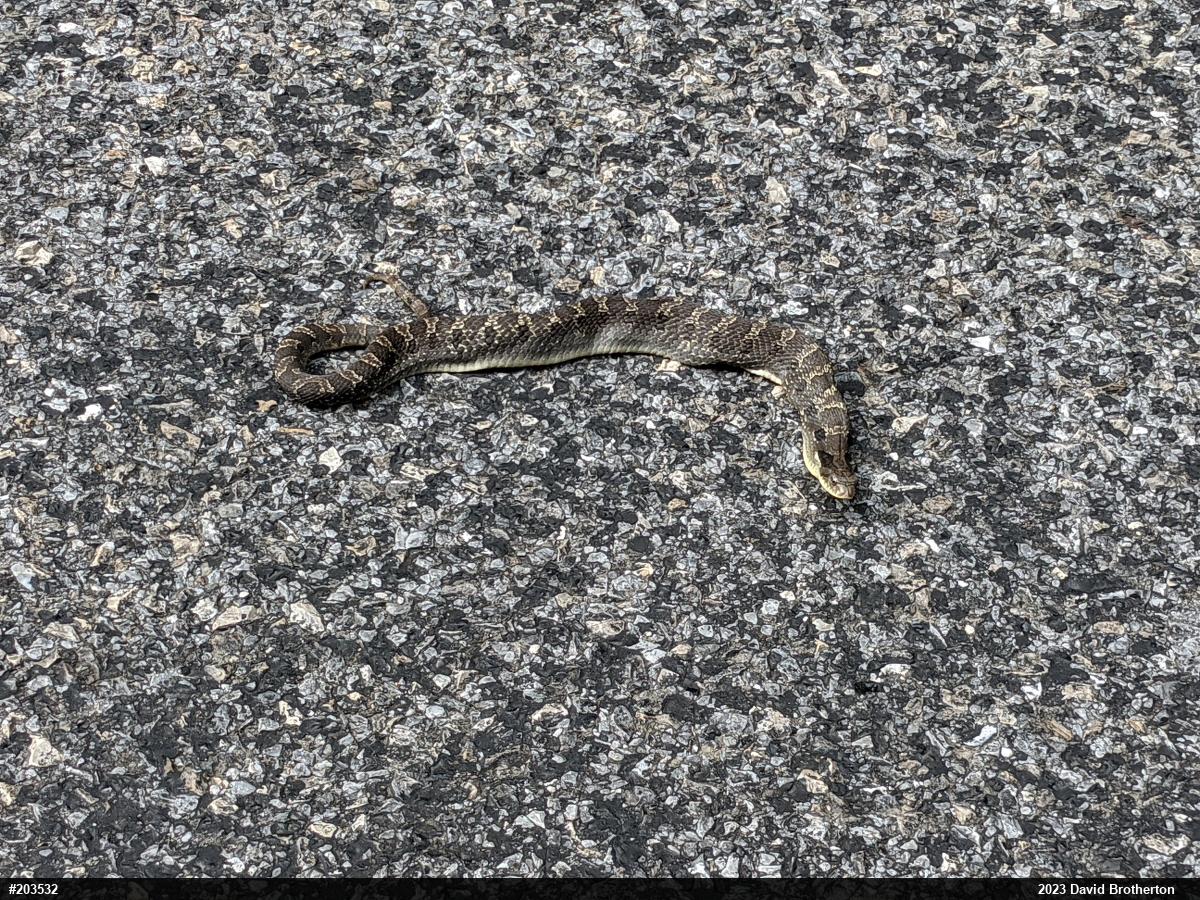 Eastern Hog-nosed Snake