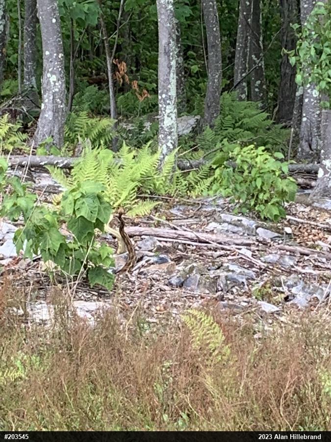 Timber Rattlesnake