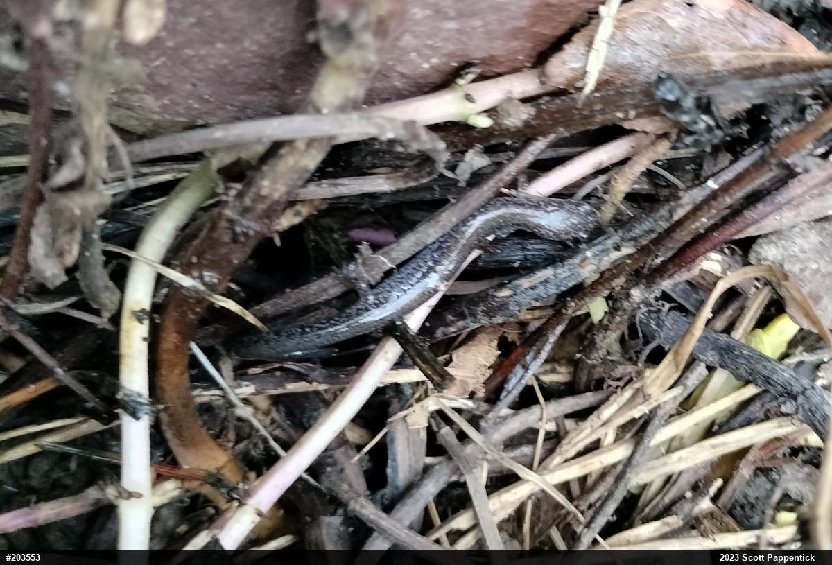 Eastern Red-backed  Salamander