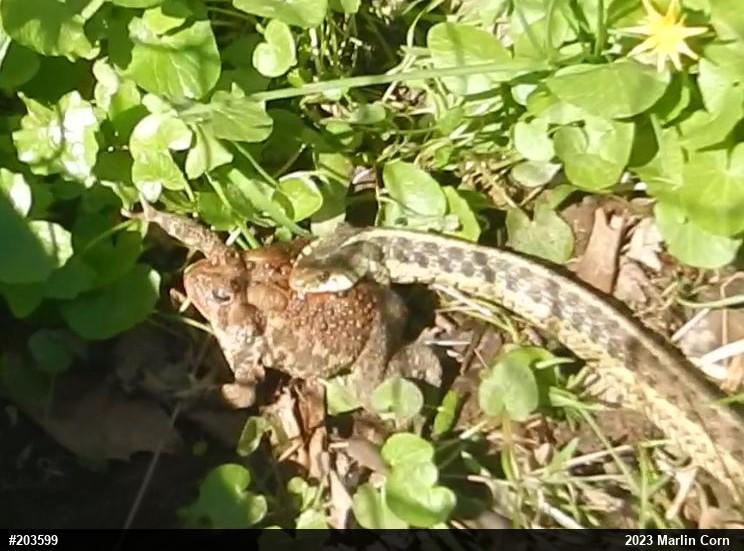 Eastern American Toad